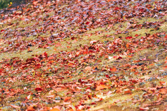 Red and orange fallen cherry leaves form a colorful scattered layer across green grass in a sunny autumn park.