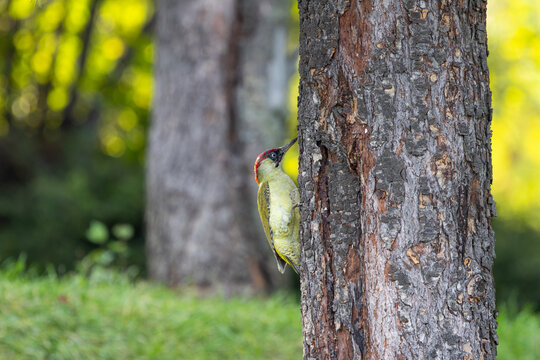 European green woodpecker (Picus viridis) climbing a tree trunk in warm autumn evening light  with copy space