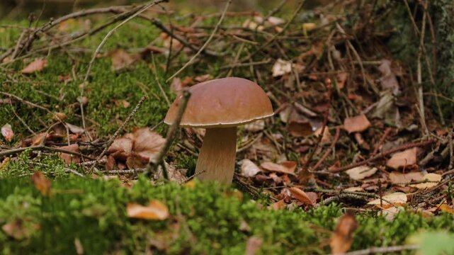 Wild Ce p Mushroom Surrounded by Mossy Roots and Fallen Leaves