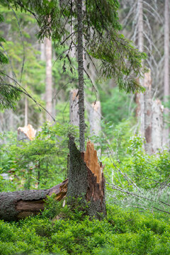 Broken spruce stump and fallen trunk remain among green forest plants after pest damage. Bark beetle infestation weakens mature trees, leaving them vulnerable to powerful winds, breakage and decay.