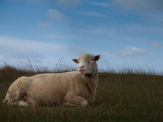 Fototapeta premium White sheep resting in open grassland beneath a blue and cloudy sky in a peaceful rural countryside setting.