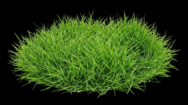 A cluster of vibrant green grass stands isolated on a black background lawn herbage foliage verdant turf meadow pasture blade chlorophyll greenery botanical nature organic