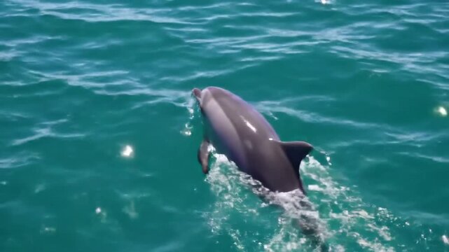 Lone dolphin swimming in clear turquoise tropical ocean water