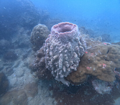 coral reef in the sea