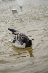 canada goose swimming © O G