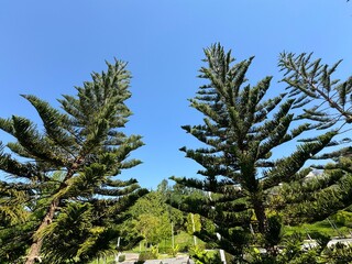 Tall Norfolk Island pine trees (Araucaria heterophylla) with symmetrical branches and green needle foliage growing in a sunny public park under a clear bright blue sky. Copy space. © Bediha Duru Öksüz