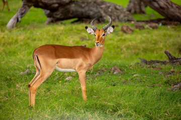 A male impala standing alert in a green, grassy savanna field. A close-up of the antelope in its natural habitat. © Vera