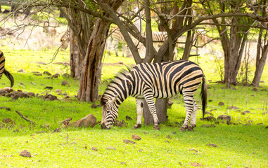 Fototapeta premium Zebras walking in a green meadow and eating grass. African zebras in the savannah. Wild animals in their natural habitat.