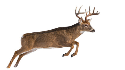 Obraz premium Majestic buck deer with large antlers leaping, isolated on transparent background