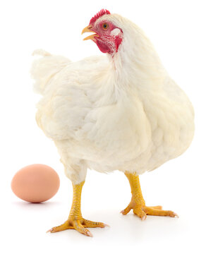 white hen Gallus gallus domesticus with brown egg isolated on white background