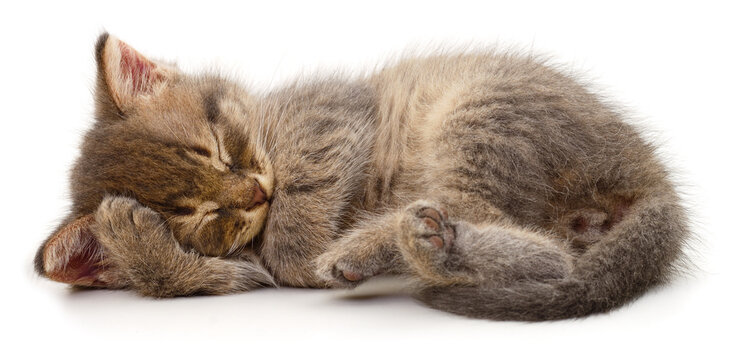 small sleeping grey tabby kitten lying on side isolated on white background