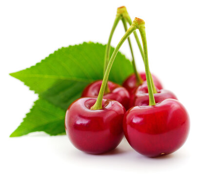 ripe red cherries Prunus cerasus with green leaves isolated on white background
