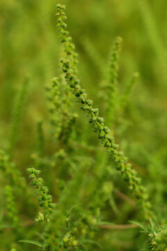 ragweed Ambrosia artemisiifolia flower spikes macro close up on green background