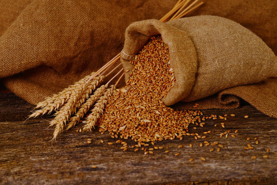 wheat grain spilling from burlap sack with wheat ears on wooden table