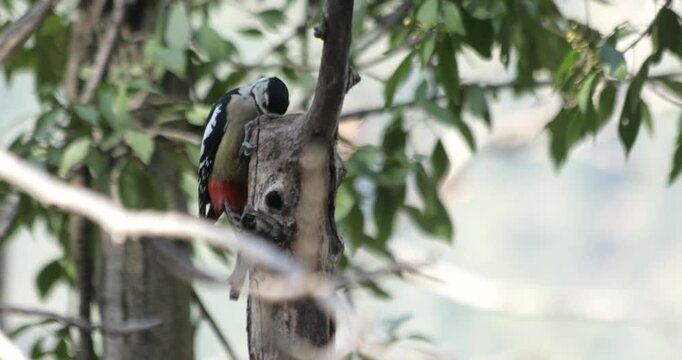 Himalayan Woodpecker Pecking Inside a Hole in a Walnut Tree