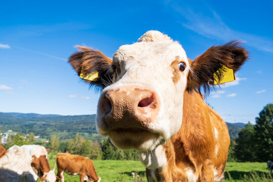 Close-up portrait of a brown and white cow looking directly into the camera on a sunny mountain pasture. Expressive livestock portrait with blue sky and rural landscape in the background.