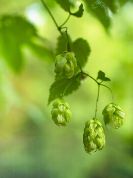 Ripe organic hops on a branch close up, raw materials for craft beer and herbal medicine