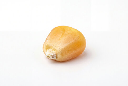 Corn Kernel Isolated on White