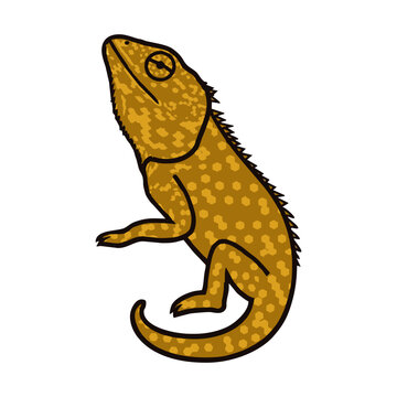 vector illustration of a lizard