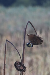 Great tit hanging upside down to feed on a dried sunflower seed head in a soft autumn field © Ionel