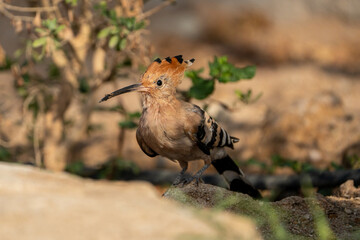 Hoopoe © pityke70