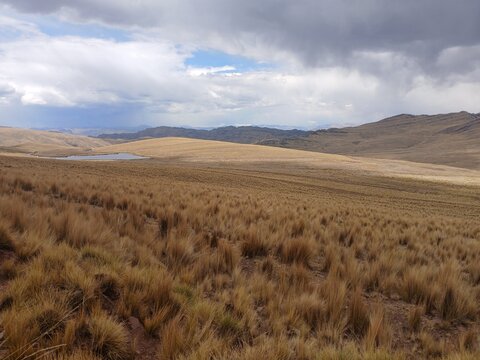 Wild yellow grass near mountains with a cloudy sky in the background, treeless landscape, Canas, Cusco, Peru.