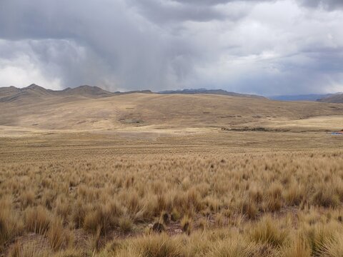 Wild yellow grass near mountains with a cloudy sky in the background, treeless landscape, Canas, Cusco, Peru.