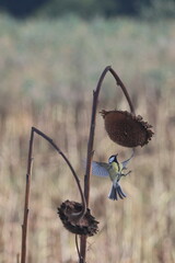 Great tit flying with wings spread toward a dried sunflower seed head against a soft autumn background © Ionel