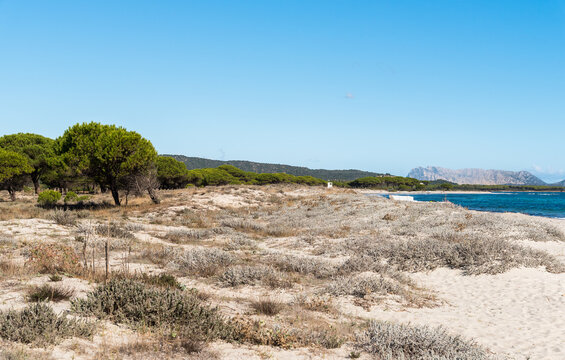 White sand dunes in the coastal area of Budoni, on the northeastern coast of Sardinia, Italy