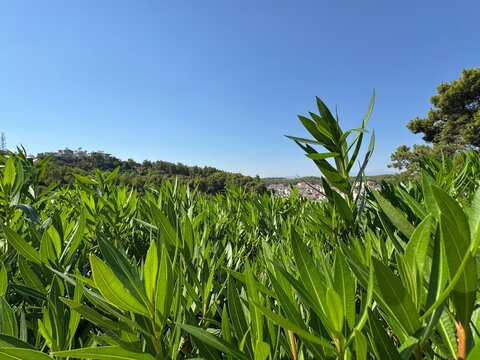 Close-up of bright green, lanceolate leaves of an oleander bush (Nerium oleander) with a clear blue sky background and distant landscape on a sunny day.