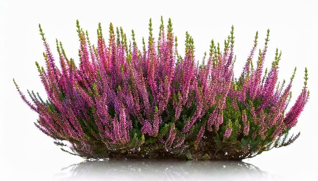 calluna vulgaris common scotch scottish heather ling heather shrub plant bush isolated on a white background premium cutout