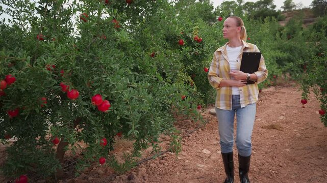 Female farmer inspecting ripe pomegranate fruit quality on trees in an organic orchard. Agronomist analyzing the harvest, ensuring sustainable farming practices