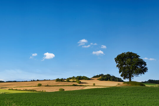 Lush Green Countryside Landscape with Lone Tree Under Blue Sky