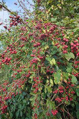 Fototapeta premium Berries growing on a bush in a natural setting during daylight hours