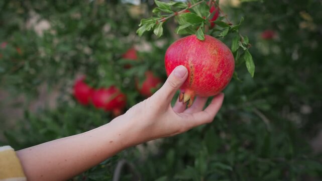 Close-up of a female farmer gently inspecting a large ripe red pomegranate growing on a tree, checking fruit quality and maturity before harvesting in an organic orchard.