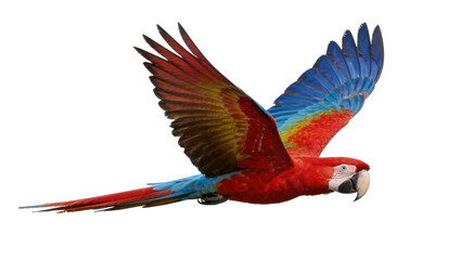 Vibrant red and blue macaw parrot in flight, isolated on transparent background © ProStock
