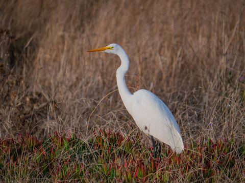 A majestic great egret stands among dry grass in California