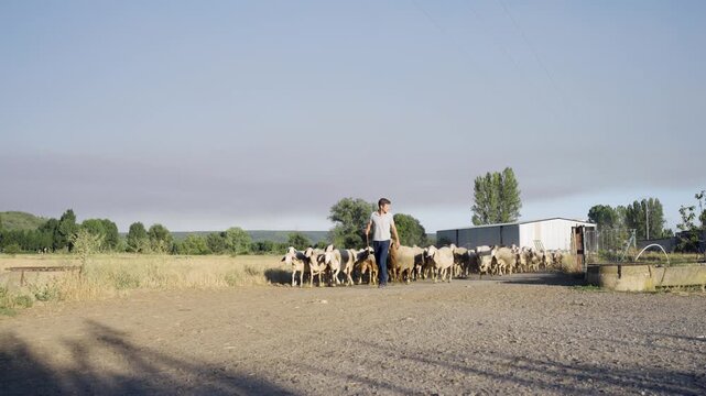 Young shepherd and his sheepdog guiding a flock of sheep on a dusty rural road. The livestock walks towards the camera in a sunny day