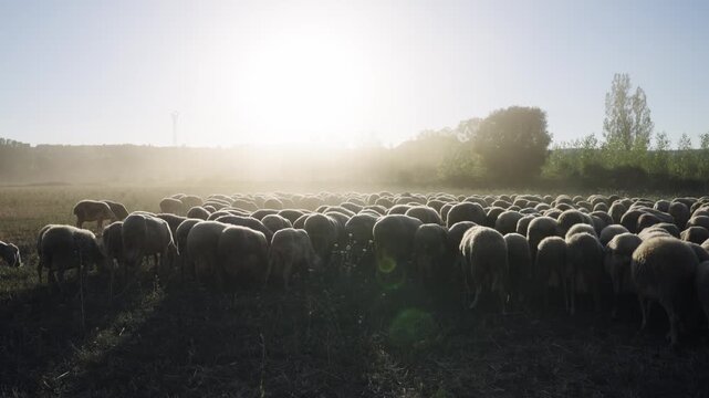 Idyllic scene of a large flock of sheep grazing in a rural field. The rising sun creates a beautiful backlight and lens flare effect