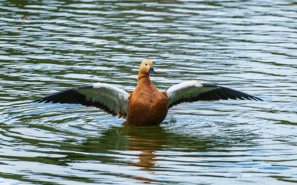 Brown duck spreads wings in calm water