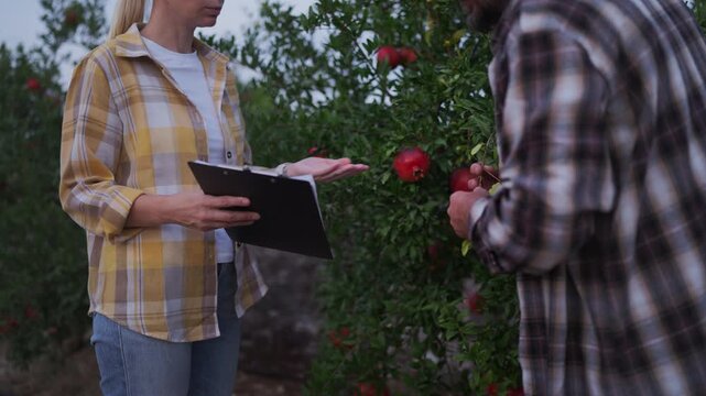 Agricultural specialists inspecting fruit crops in an orchard, discussing maturity and harvest timing while managing quality standards and preparing produce for commercial harvesting