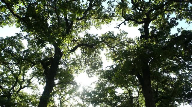 Oak tree canopy in Texas nature