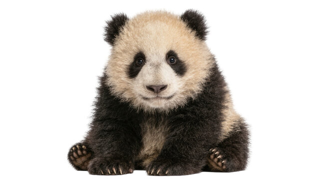Fluffy baby panda bear sitting, isolated on transparent background