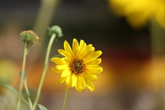 Vibrant yellow flower blossom and buds with soft blurred background in natural light