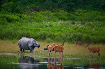 Indian Rhino mother and calf with Swamp Deer and Hog Deer, Kaziranga National Park, Assam, India © Diganta Kumar sarma