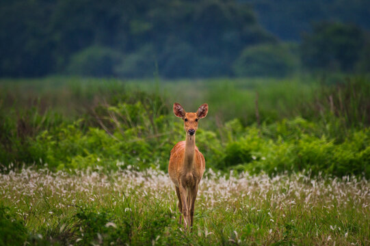 Eastern Swamp Deer (Rucervus duvaucelii ranjitsinhi) hind walking alertly, Kaziranga National Park, Assam, India