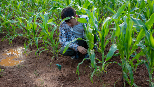 Asian male farmer using digital meter testing soil pH and moisture in green corn field.