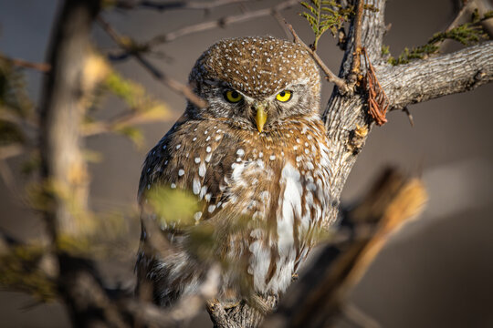Eastern Pearl-spotted Owlet (Glaucidium perlatum diurnum) awake in the daytime in Xhumaga, Makgadikgadi Pans National Park, Botswana