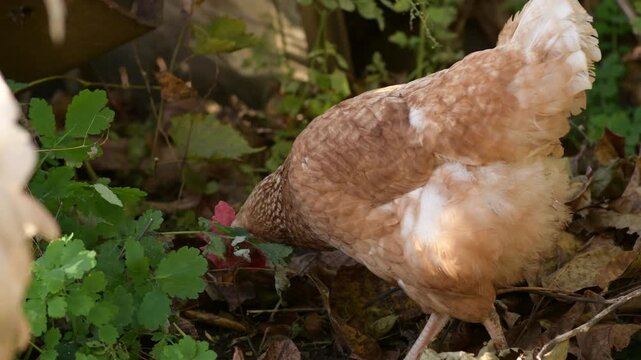 Close-up footage of a brown hen scratching and pecking at the soil in an autumn vegetable garden. 
