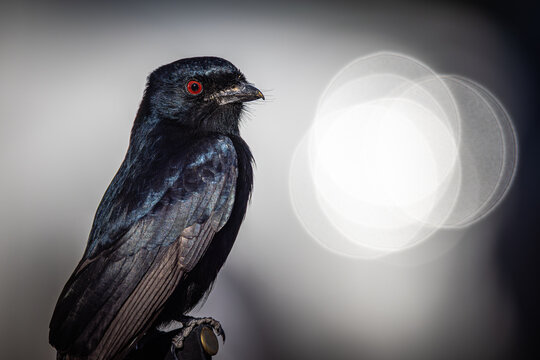 Kalahari Fork-tailed Drongo (Dicrurus adsimilis apivorus), Central Kalahari Game Reserve, Botswana